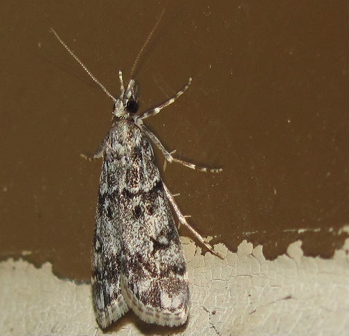 Eudonia lacustrata?